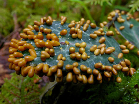 Image of Egg-shell Slime Mold