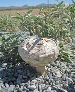 Image of Agaricus deserticola G. Moreno, Esqueda & Lizárraga 2010