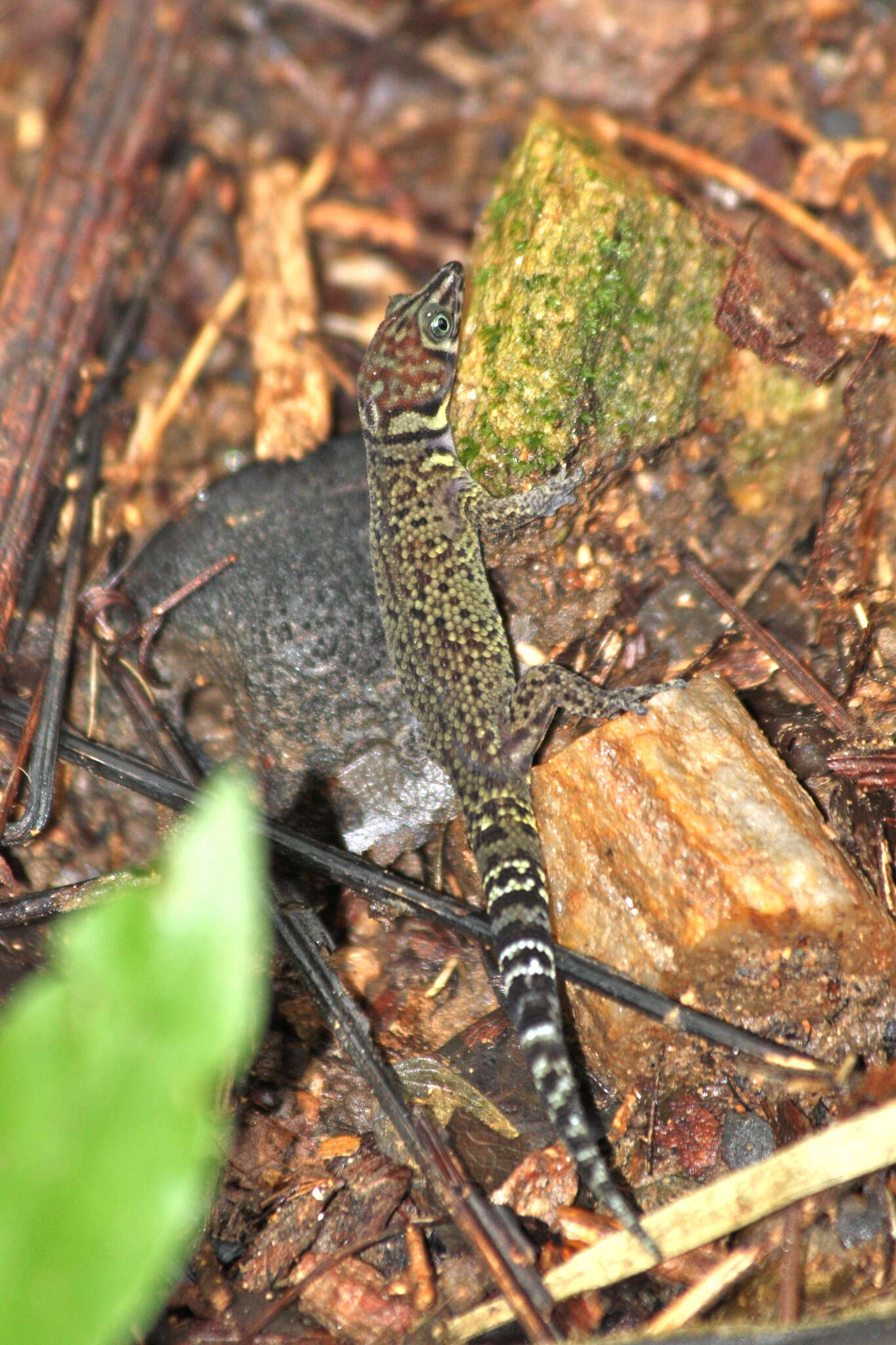 Image of Bay Island Least Gecko