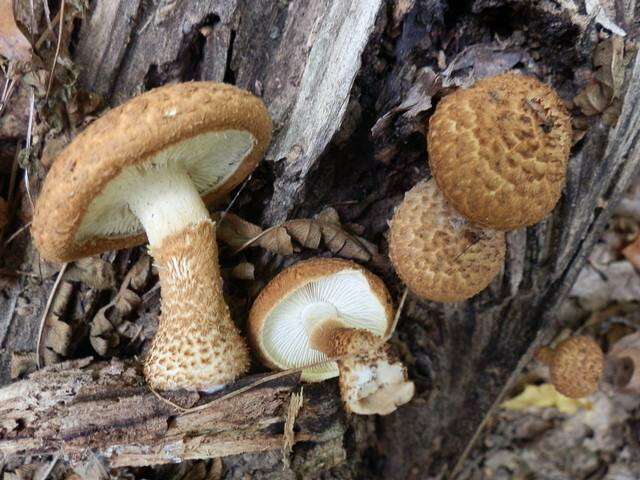 Слика од Leucopholiota