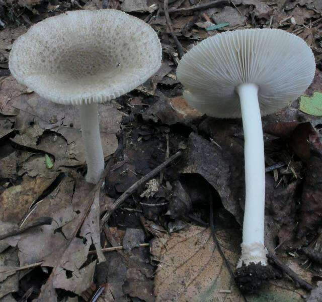 Image of Amanita farinosa Schwein. 1822