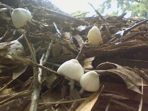 Image of Leucocoprinus