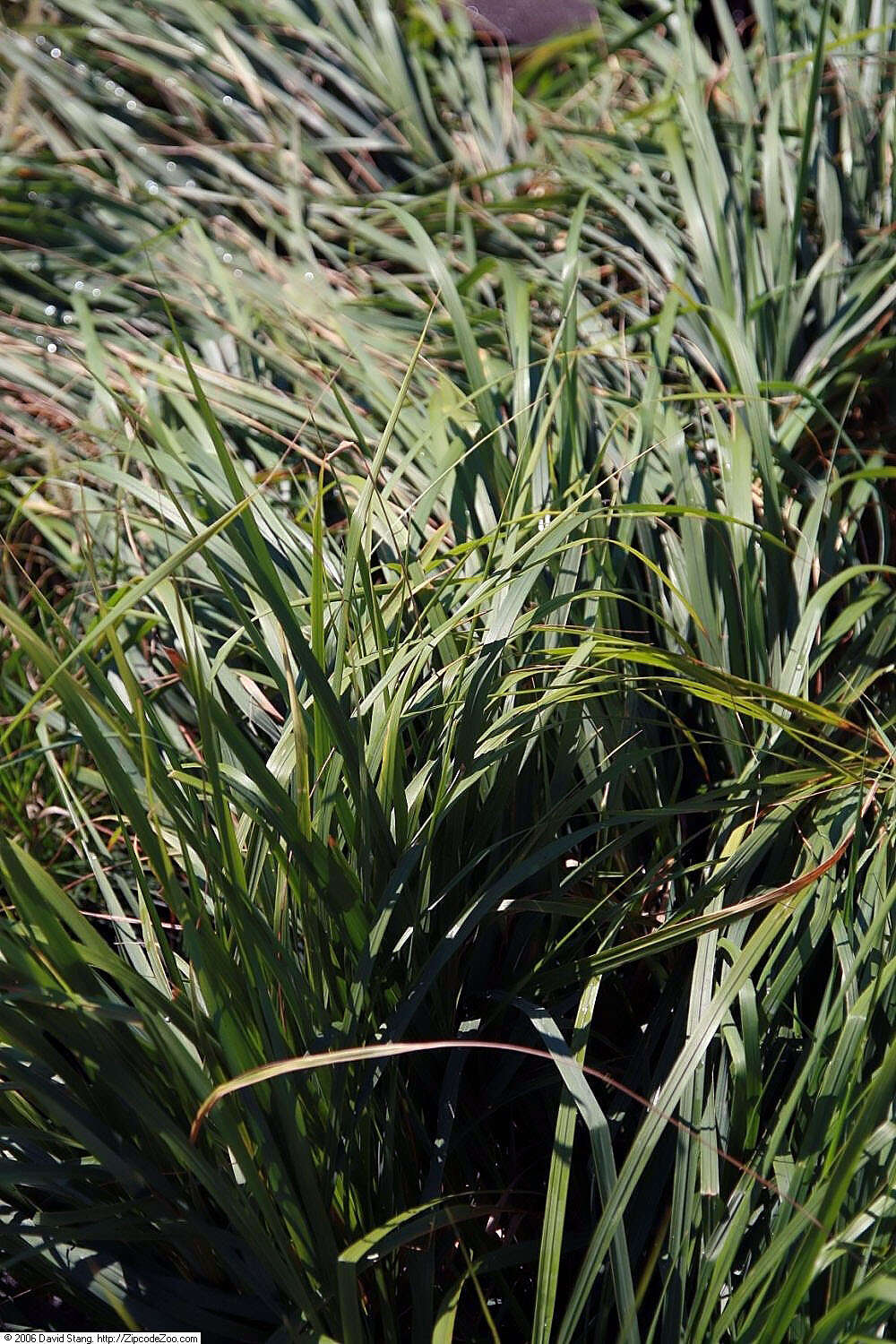 Image of feather reed grass