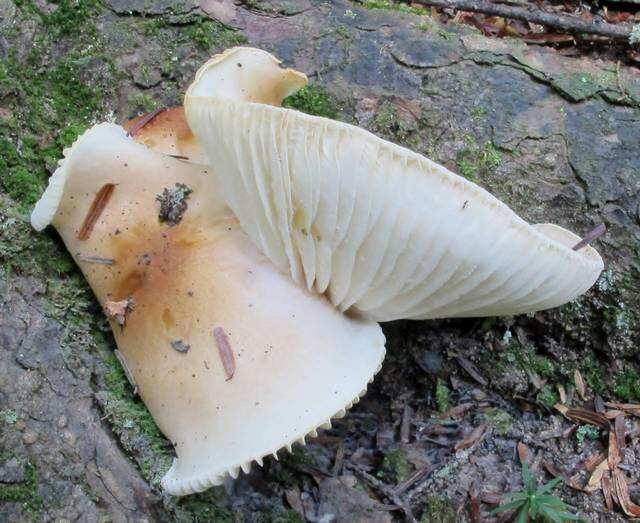 Image of Hygrophorus tennesseensis A. H. Sm. & Hesler 1939