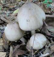 Plancia ëd Amanita submaculata Peck 1900