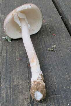 Image de Amanita submaculata Peck 1900