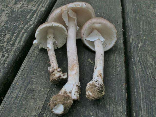 Imagem de Amanita submaculata Peck 1900