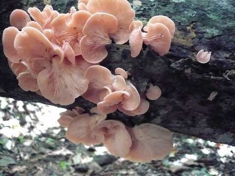 Image of Pleurotus