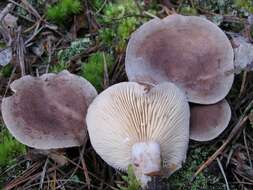 Image of Lactarius mammosus Fr. 1838