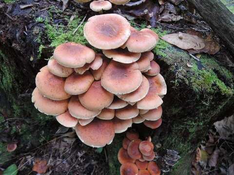 Imagem de Hypholoma