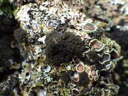 Image of dendriscocaulon lichen