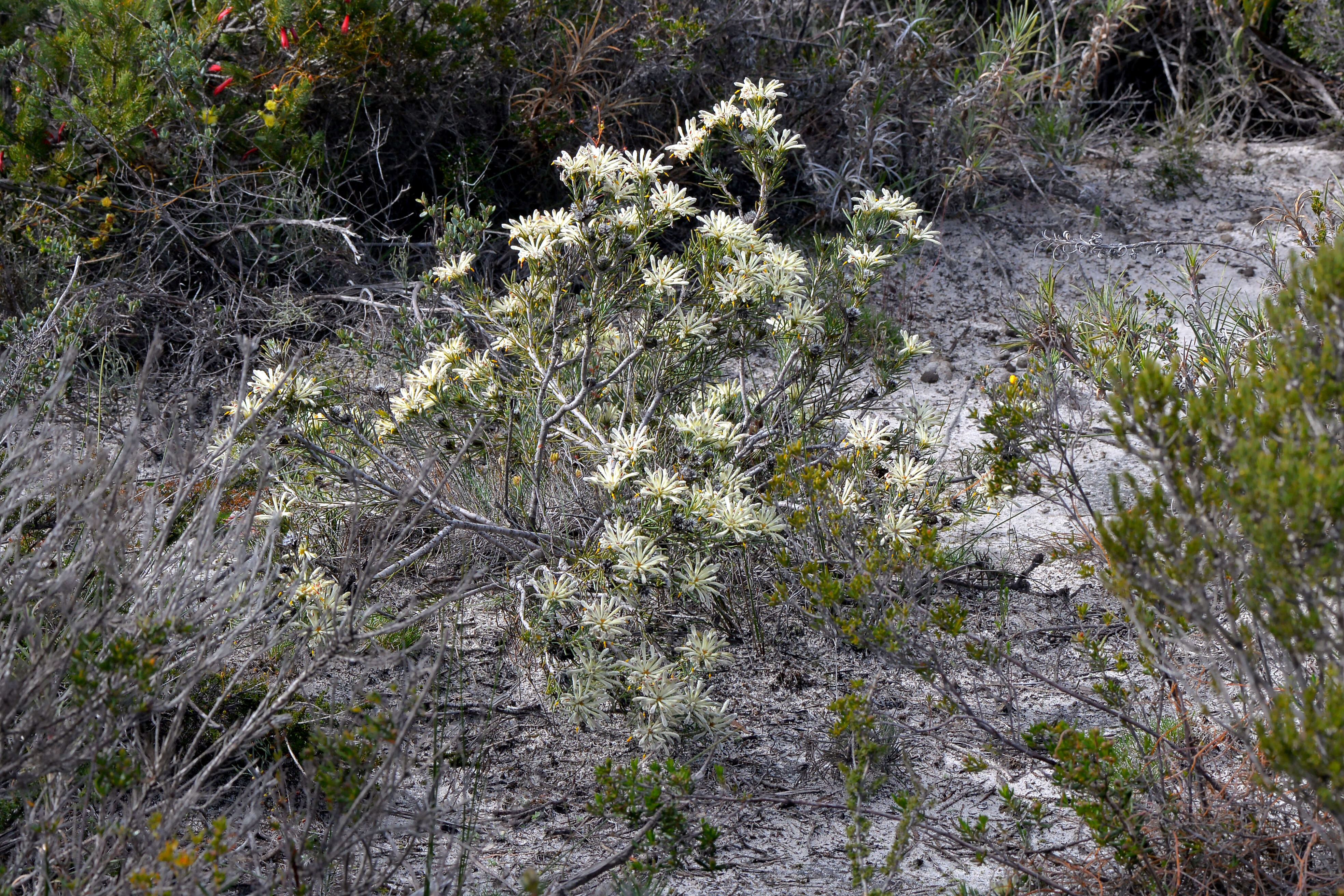 Image of Petrophile brevifolia Lindley