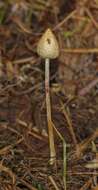 Plancia ëd Psilocybe semilanceata (Fr.) P. Kumm. 1871