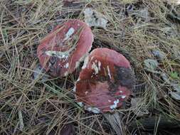 Image of Russula vinosa Lindblad 1901