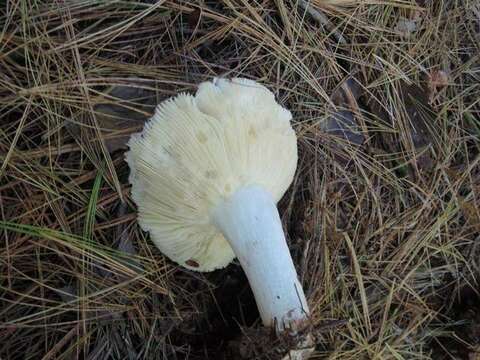 Image of Russula vinosa Lindblad 1901