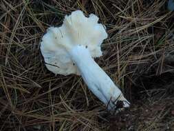 Image of Russula vinosa Lindblad 1901