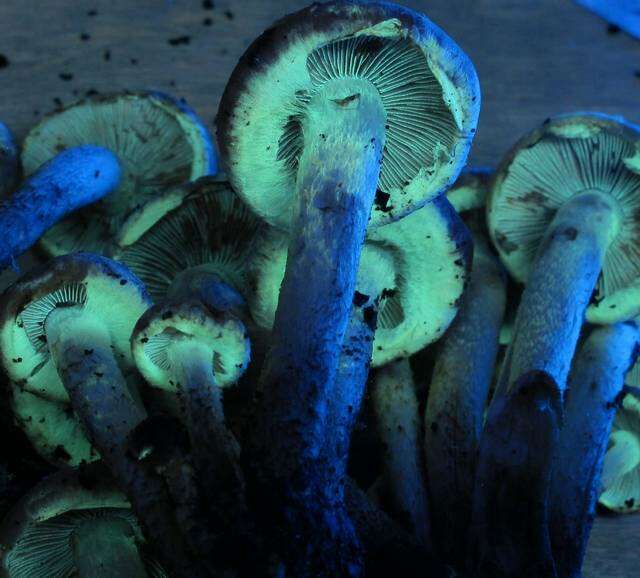 Image of Hypholoma