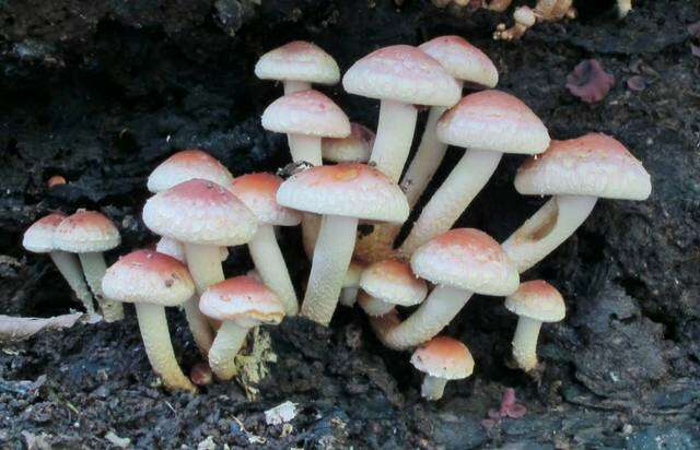 Image of Hypholoma