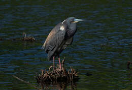 Image de Aigrette tricolore