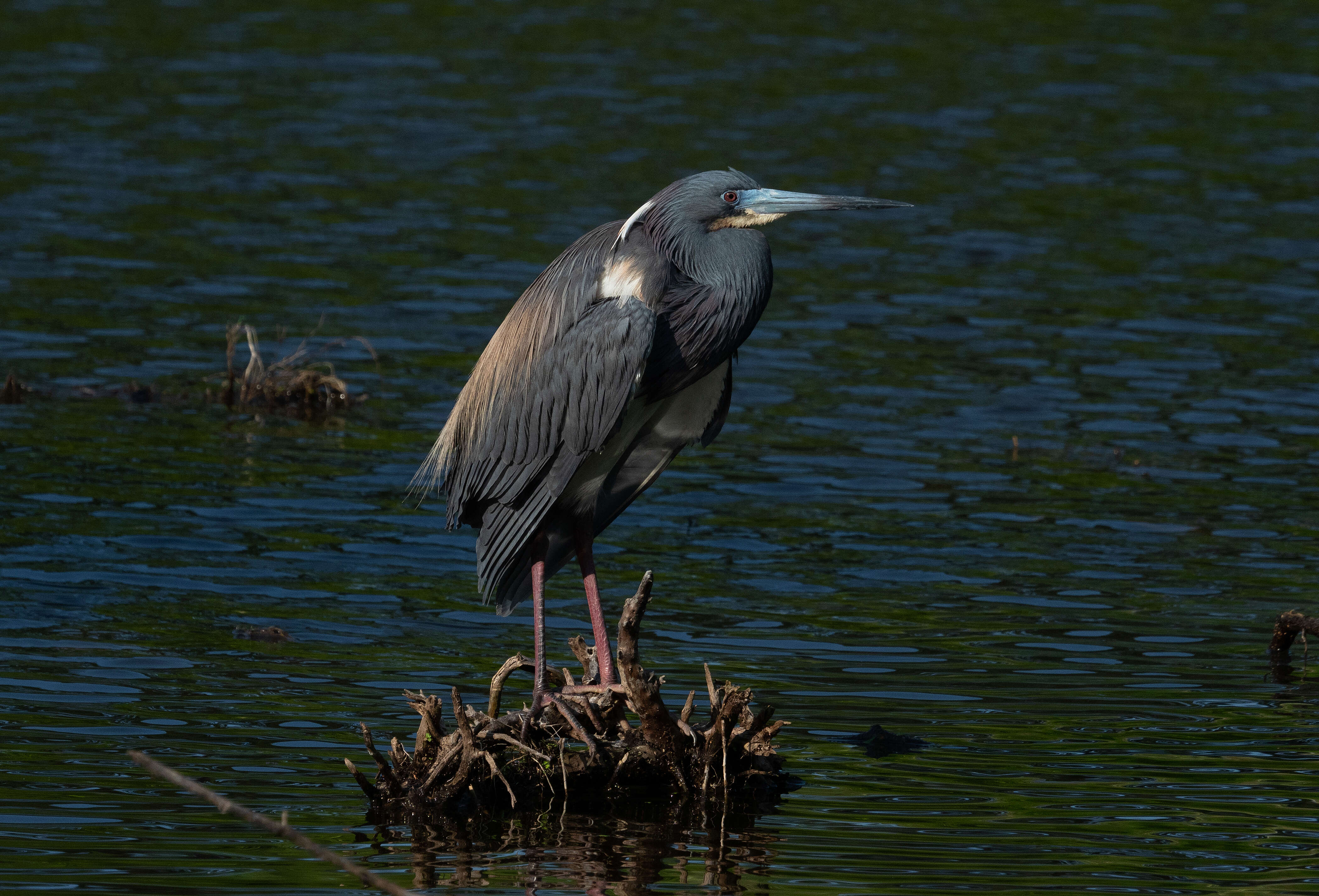 Image de Aigrette tricolore