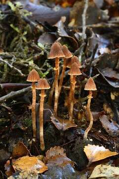 Image of <i>Cortinarius lanceolatus</i> M. Wallace