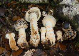 Image of Cortinarius phaeomyxa (E. Horak) Peintner, E. Horak, M. M. Moser & Vilgalys 2002