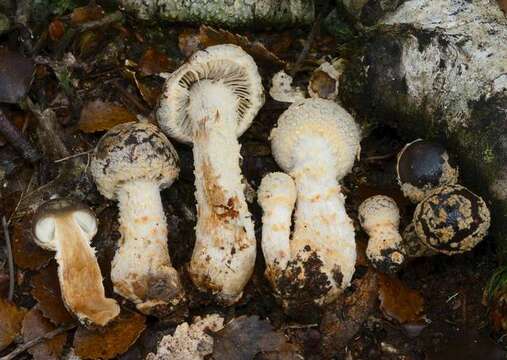 Imagem de Cortinarius phaeomyxa (E. Horak) Peintner, E. Horak, M. M. Moser & Vilgalys 2002