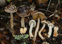 Image of Cortinarius phaeomyxa (E. Horak) Peintner, E. Horak, M. M. Moser & Vilgalys 2002