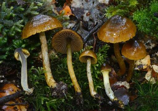 Image of Cortinarius paraxanthus Soop 2005