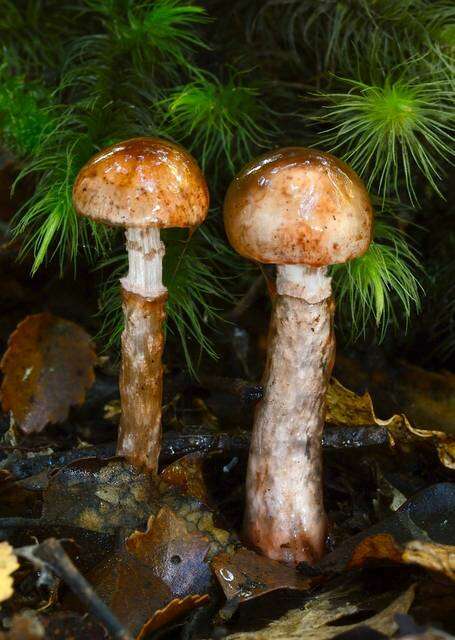 Imagem de Cortinarius indolicus E. Horak 1990