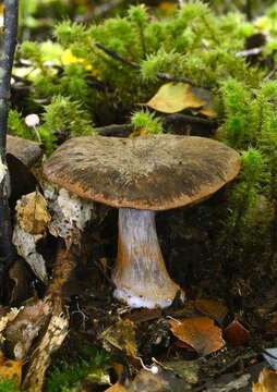 Image of Cortinarius singularis Soop 2005