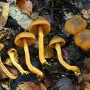 Image of Cortinarius malosinae Soop 2008