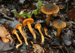 Image of Cortinarius aurantioferreus Soop 2001