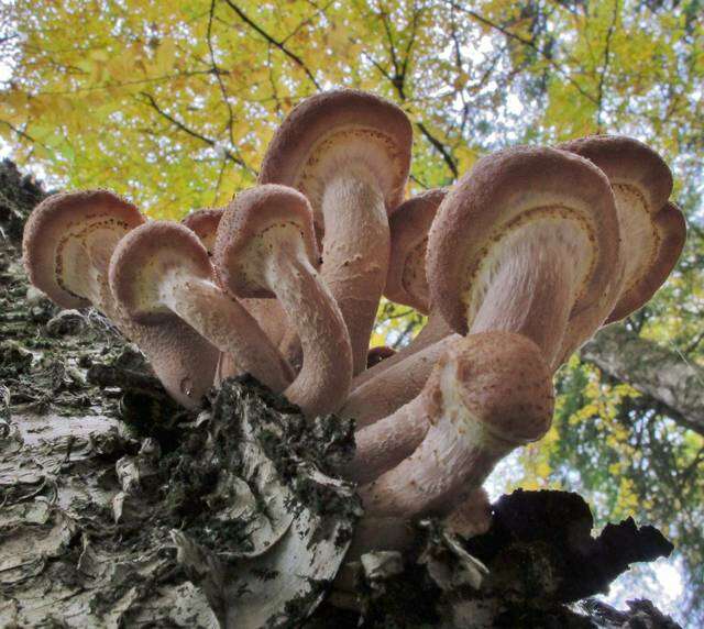 Image of Armillaria solidipes Peck 1900