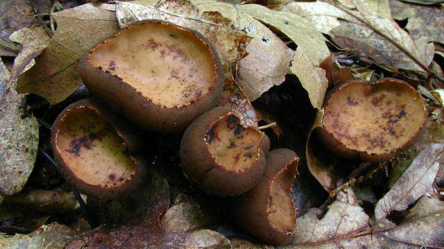 صورة Sarcosomataceae