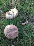 Image de Calvatia