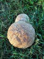 Слика од Calvatia