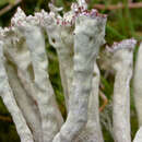 Image of sulphur cup lichen