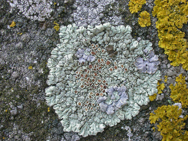 Image of <i>Lecanora muralis</i> (Schreber) Rabenh.