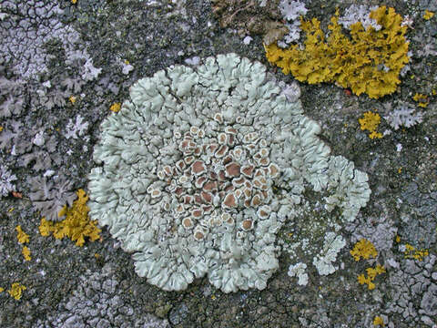 Image of <i>Lecanora muralis</i> (Schreber) Rabenh.