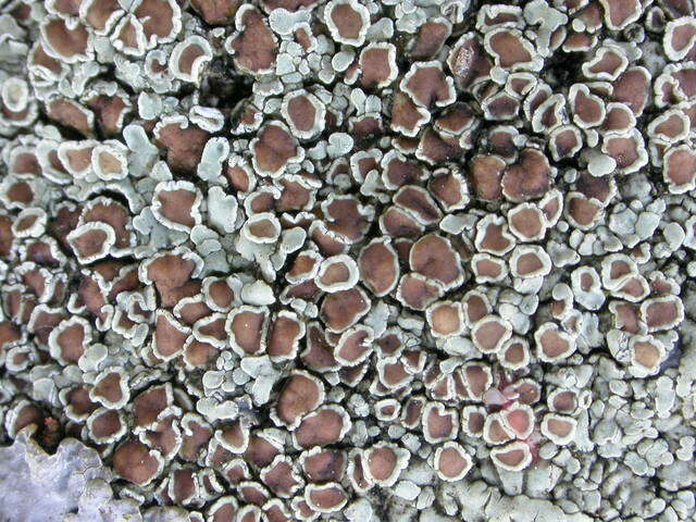 Image of <i>Lecanora muralis</i> (Schreber) Rabenh.