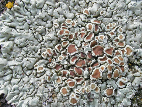 Image of <i>Lecanora muralis</i> (Schreber) Rabenh.