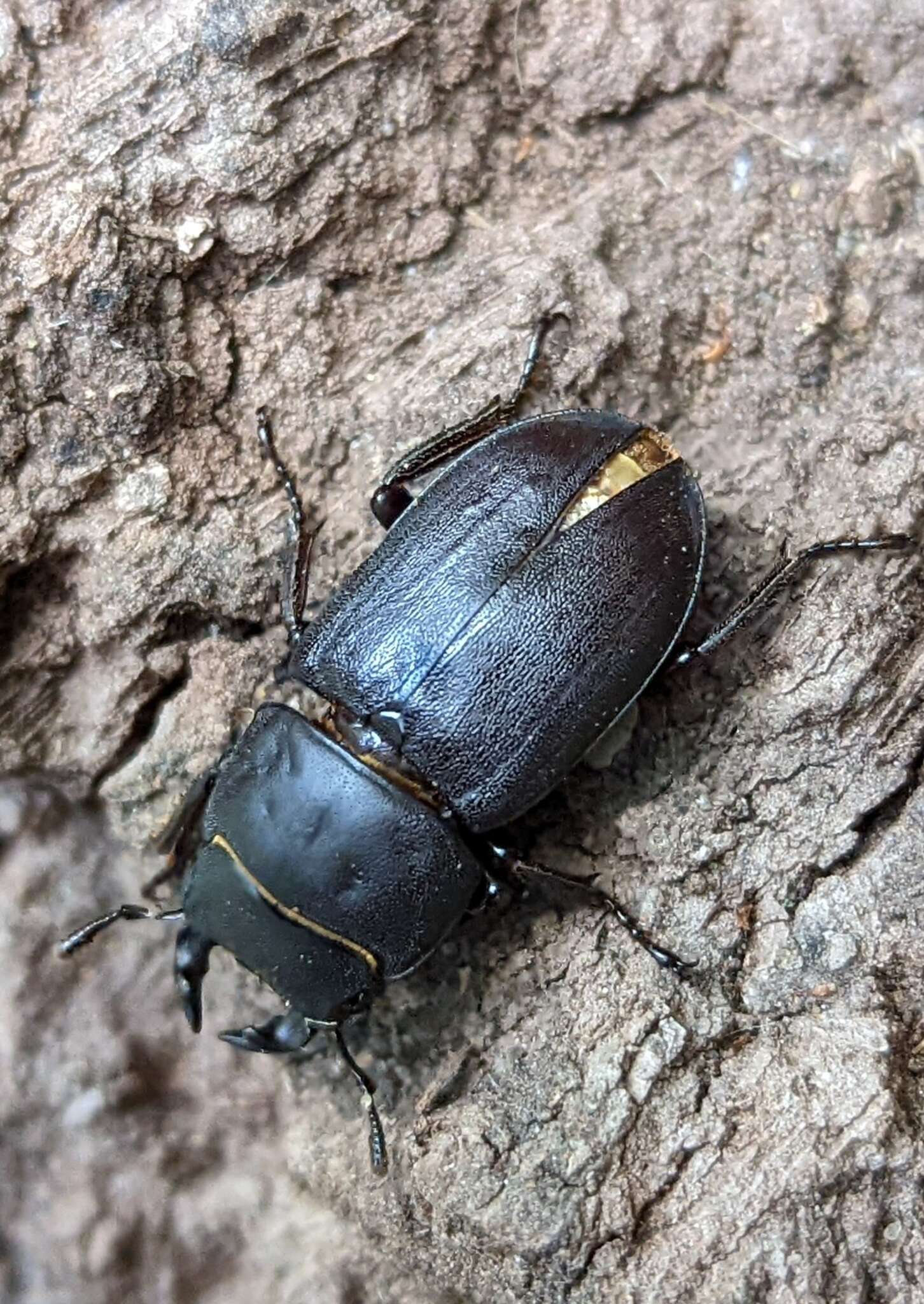 Image of Dorcus parallelipipedus (Linnaeus 1758)