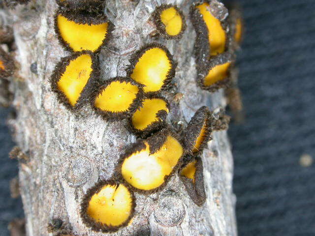 Plancia ëd Hyaloscyphaceae