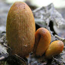 Слика од Coprinopsis erythrocephala (Lév.) Redhead, Vilgalys & Moncalvo 2001