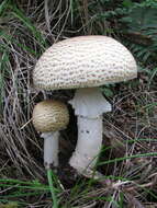 Image of Agaricus augustus Fr. 1838