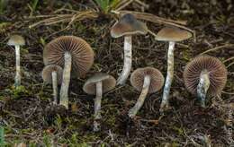 Plancia ëd Psilocybe cyanofibrillosa Guzmán & Stamets 1980