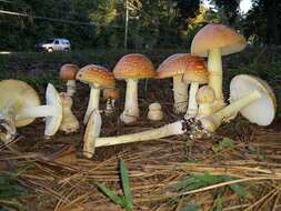 Image of Amanita persicina (Dav. T. Jenkins) Tulloss & Geml 2015