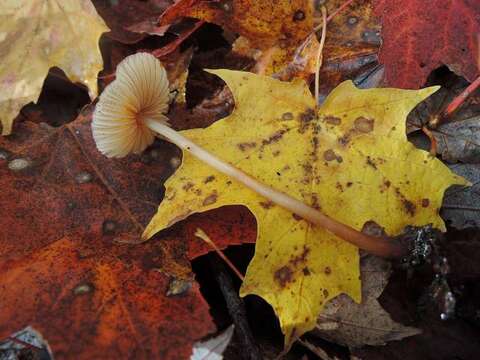 Imagem de Mycena sanguinolenta (Alb. & Schwein.) P. Kumm. 1871