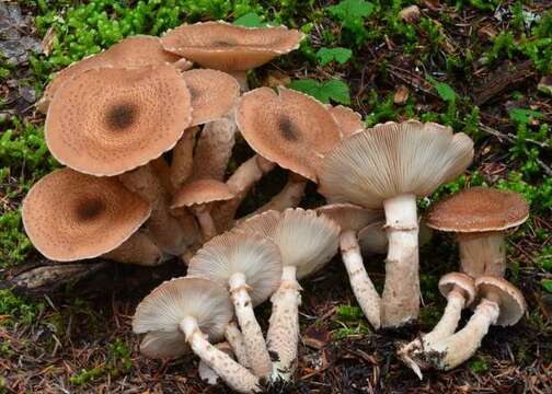 Image of Armillaria solidipes Peck 1900